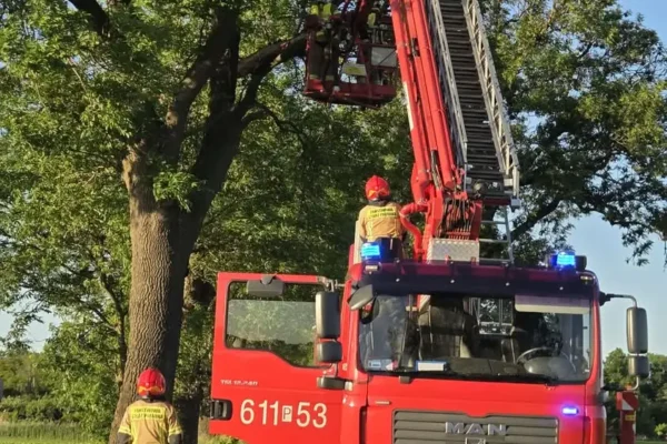 Strażacy z OSP Zaniemyśl usuwali skutki wichury i ratowali kota