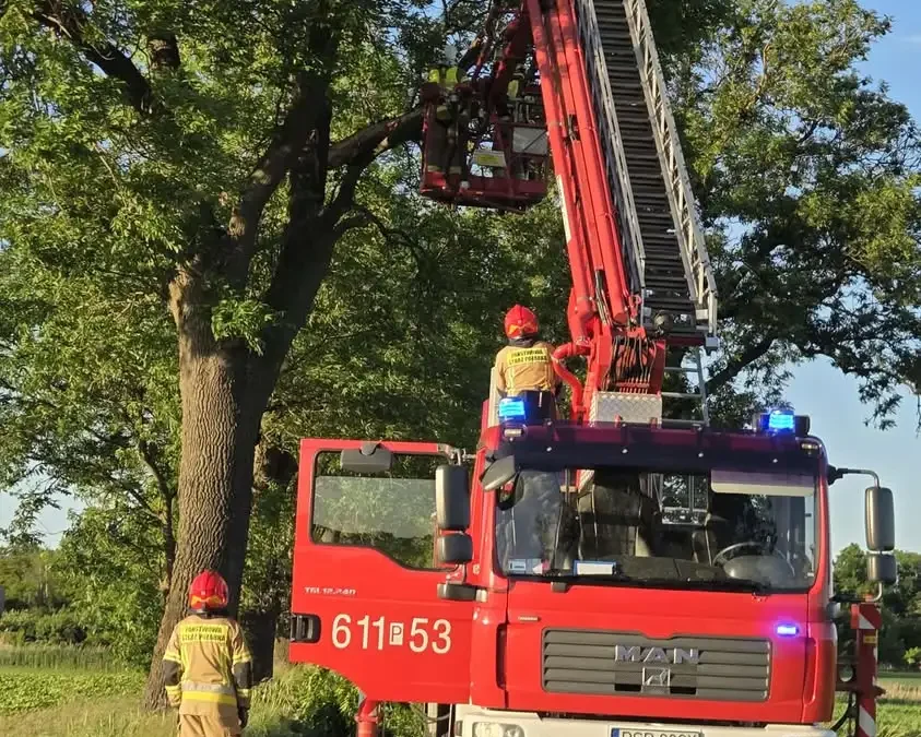 Strażacy z OSP Zaniemyśl usuwali skutki wichury i ratowali kota