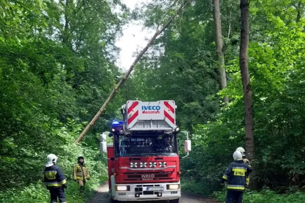 Strażacy usuwali pochylone drzewo nad drogą w Wolicy Koziej
