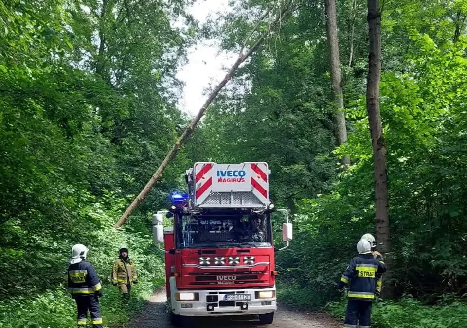 Strażacy usuwali pochylone drzewo nad drogą w Wolicy Koziej