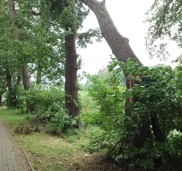 Złamane drzewo na ścieżce nad Jeziorem Raczyńskim w Zaniemyślu