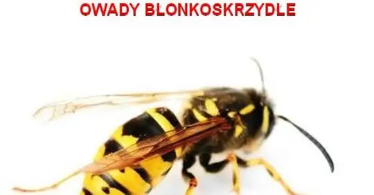 Rój pszczół w Środzie Wielkopolskiej? Strażacy interweniowali 8 razy w tydzień