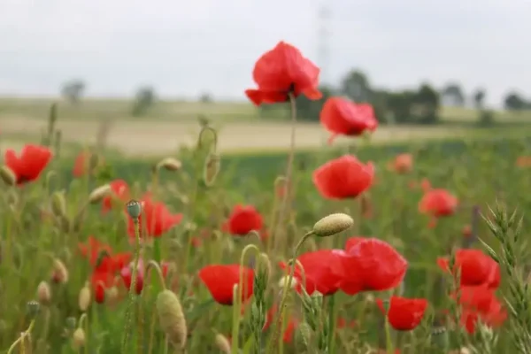 Gminno-Powiatowe Dożynki w Murzynowie Leśnym – święto plonów już 5 września