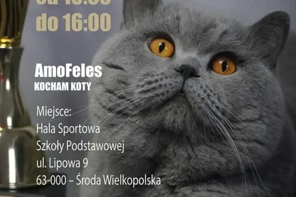 Pokaz kotów rasowych w Środzie Wielkopolskiej – 8 listopada 2026