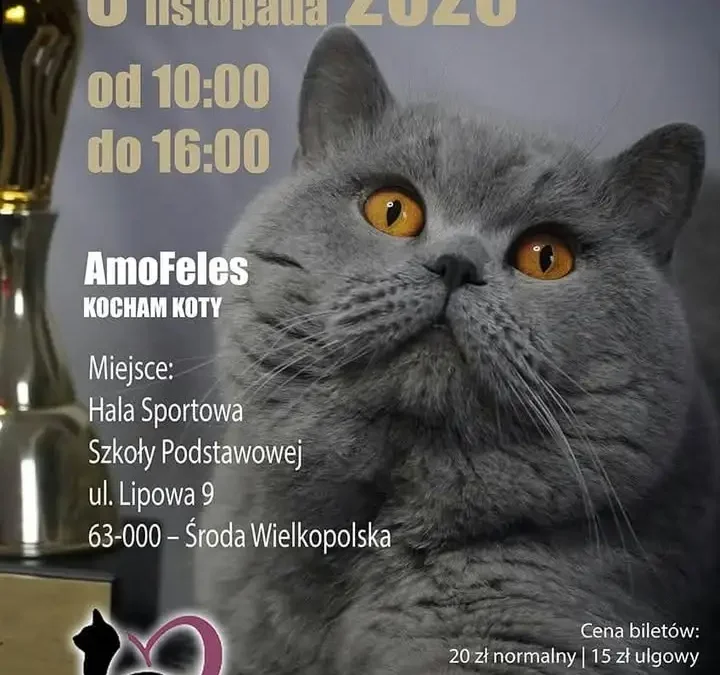 Pokaz kotów rasowych w Środzie Wielkopolskiej – 8 listopada 2026